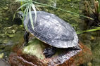 Schildkröte Lolek